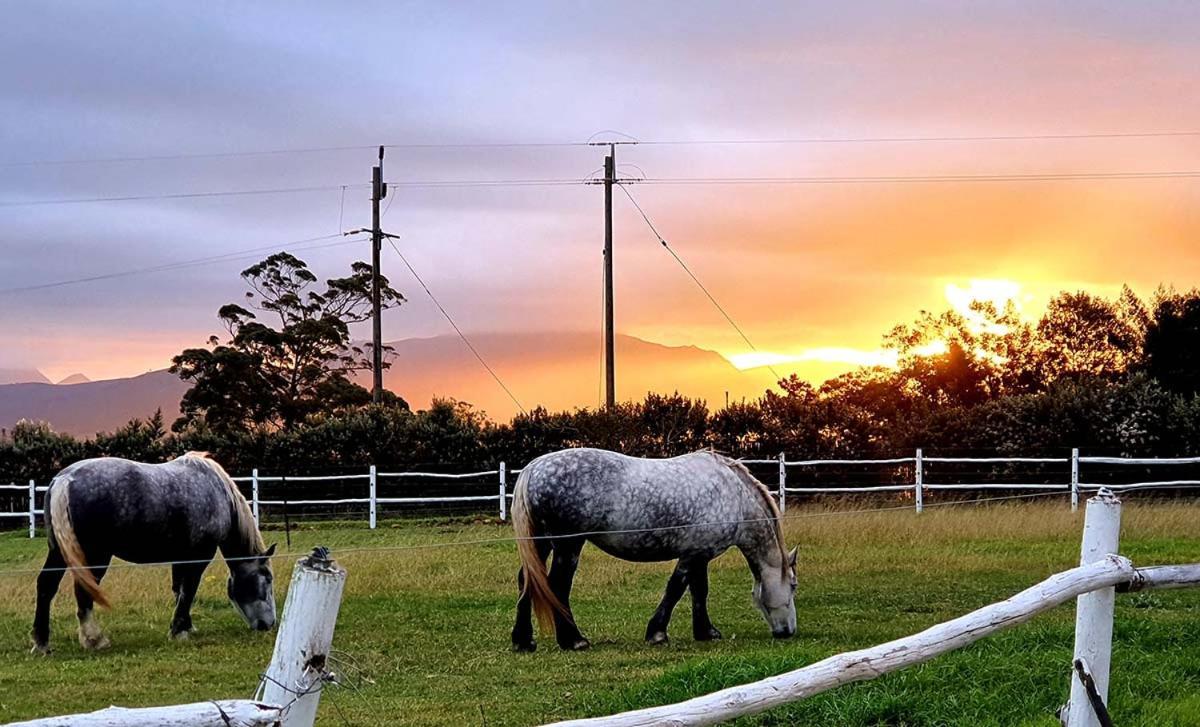 Outeniqua Moon Percheron Stud Farm Ruiterbos Bagian luar foto