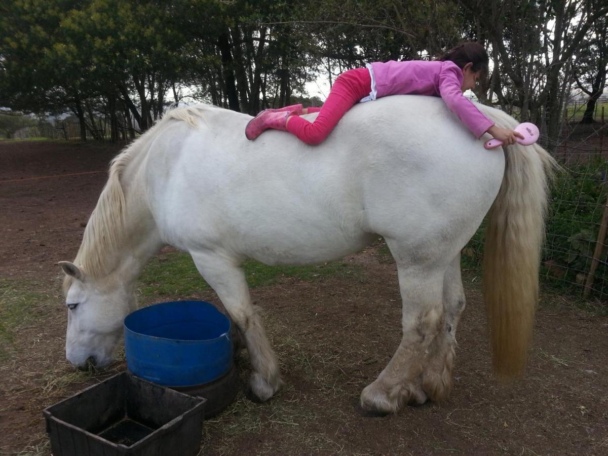 Outeniqua Moon Percheron Stud Farm Ruiterbos Bagian luar foto