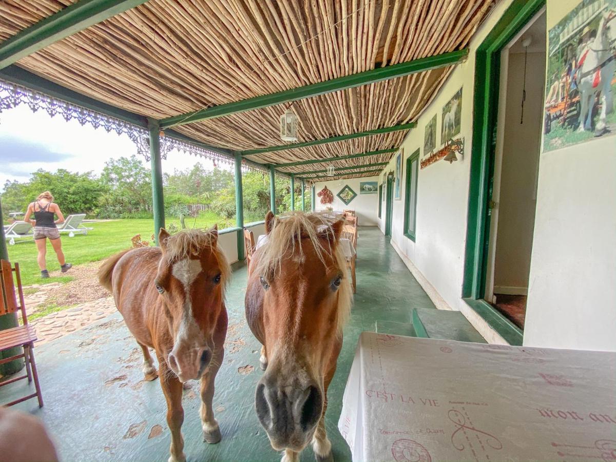 Outeniqua Moon Percheron Stud Farm Ruiterbos Bagian luar foto